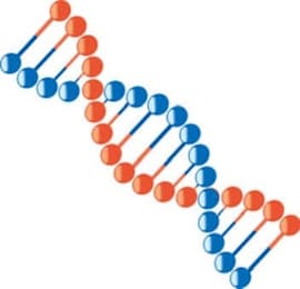 遺伝子検査に掲載されていた画像