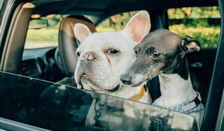 愛犬インロックに掲載されていた画像