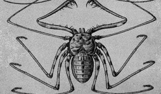 意外と生き物天国？に掲載されていた画像