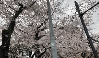 桜は直に見なきゃいけないものに掲載されていた画像