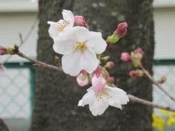 お茶と桜に掲載されていた画像