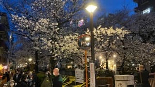 目黒川の桜に掲載されていた画像