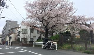 寂しい桜に掲載されていた画像