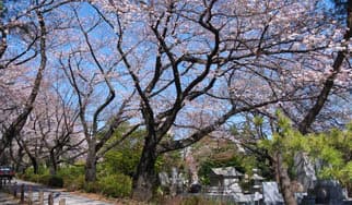 渋滞の訳に掲載されていた画像