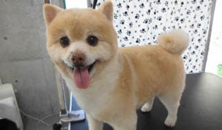 永遠の子犬に掲載されていた画像