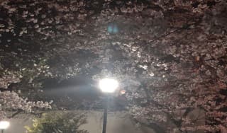 桜の下でに掲載されていた画像