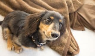 犬派としては。に掲載されていた画像