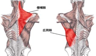 スポーツ医学に掲載されていた画像