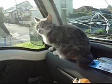 猫ロックに掲載されていた画像
