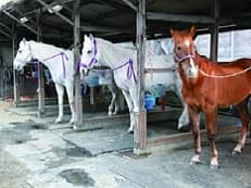 乗馬倶楽部に掲載されていた画像