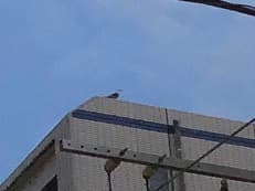 振り返れば。に掲載されていた画像