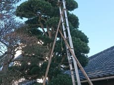 天の声に掲載されていた画像