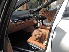 暴れまわっていた子犬が一転に掲載されていた画像
