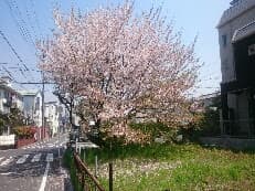 ビールと桜に掲載されていた画像