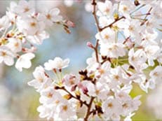 春の足音に掲載されていた画像