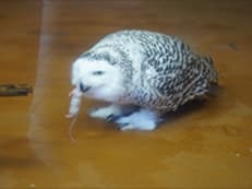 動物公園に掲載されていた画像