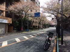 舞い散る桜の木の下でに掲載されていた画像