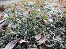 初雪＆初氷に掲載されていた画像