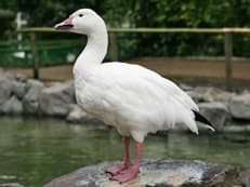 知らないことばかりに掲載されていた画像