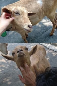動物公園に掲載されていた画像