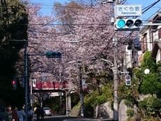 桜の名所に掲載されていた画像