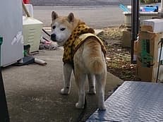 お前には用はないに掲載されていた画像