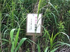 毒ヘビに注意に掲載されていた画像