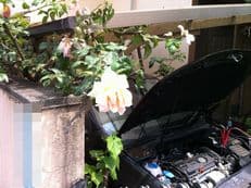 きれいな伏兵に掲載されていた画像