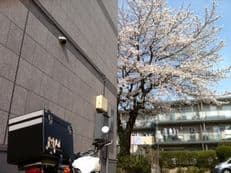 桜と卒業ソングに掲載されていた画像