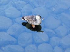 鴨の本気に掲載されていた画像