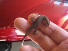 Ｇｅｃｋｏ？に掲載されていた画像
