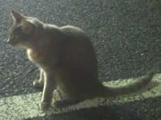 ヘッドアタックに掲載されていた画像