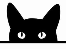 猫レスキュー・其の一に掲載されていた画像