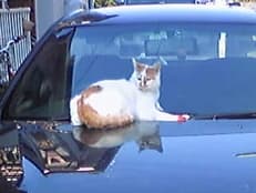 生き物故に掲載されていた画像