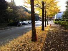 イチョウの葉に降られて・・に掲載されていた画像