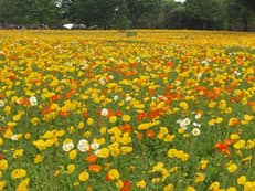 貴重な時間に掲載されていた画像