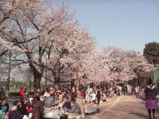 桜の作用に掲載されていた画像