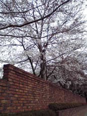 桜の季節に掲載されていた画像