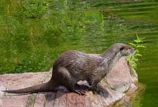 東久留米の珍獣に掲載されていた画像