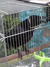 カラスに掲載されていた画像