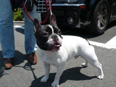 東京レスキュー助犬サービスに掲載されていた画像