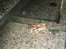 震えてヒキガエルに掲載されていた画像