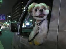 夜のシーズー犬と激闘に掲載されていた画像