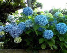 早朝の衝撃に掲載されていた画像