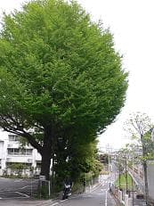 大きな木の下でに掲載されていた画像