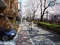 桜に掲載されていた画像
