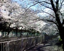 花見の不思議に掲載されていた画像