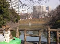 助人隊員とねこに掲載されていた画像