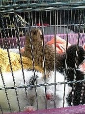 鳥かごの中にはに掲載されていた画像