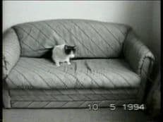 猫の油…？に掲載されていた画像